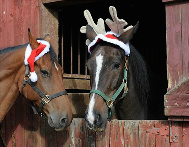 Image result for christmas horse photoshoot