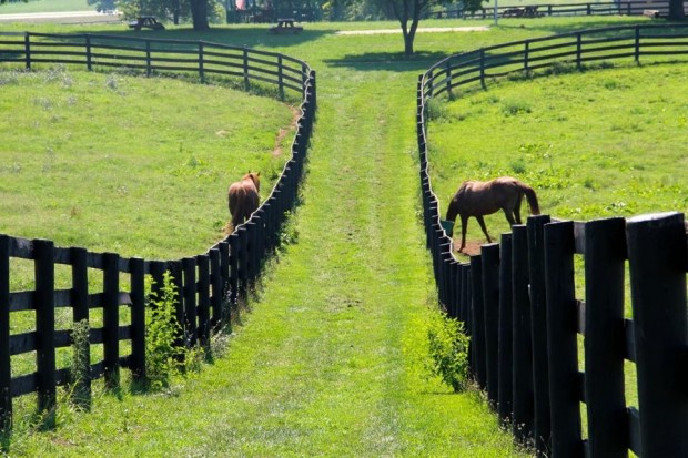 Creator and Danthebluegrassman, just a couple of the many residents at Old Friends. (Photo by Joseph Hall)