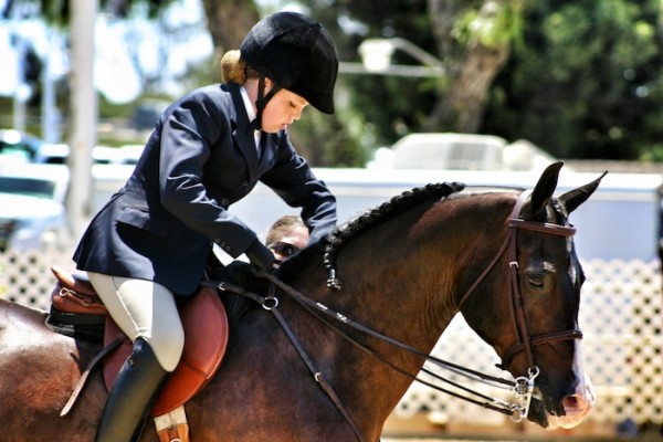 arabian-horse