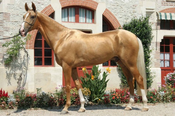 A "Golden" Akhal-Teke stallion. (wikipedia)