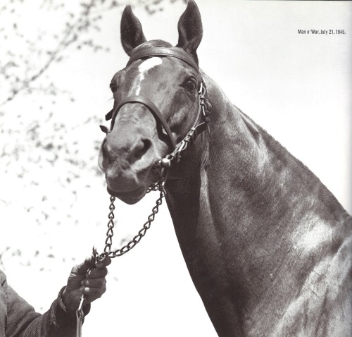 Man o' War, July 21, 1945