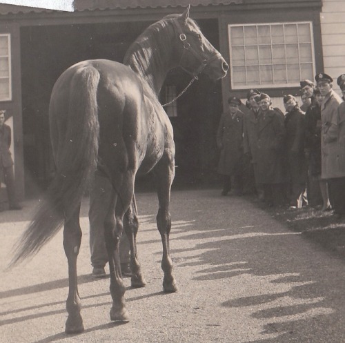 Man o’ War parading for a groups of his fans at Faraway Farm sometime during the 1920’s. This particular group consisted mostly of military personnel, veterans of World War I.