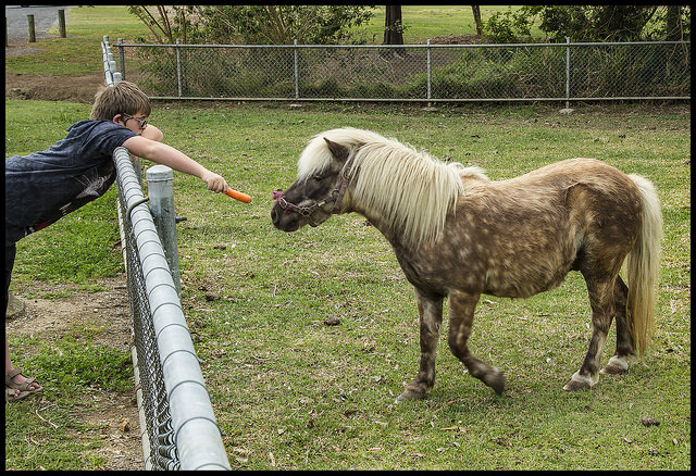 (flickr.com/John/Pony with Carrot)