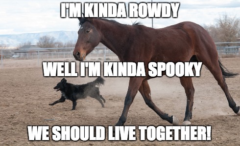 dog-and-horse