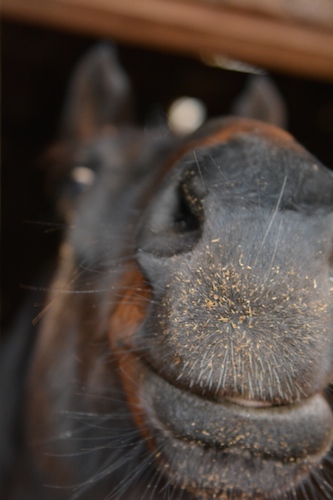 Bramblewood-stables