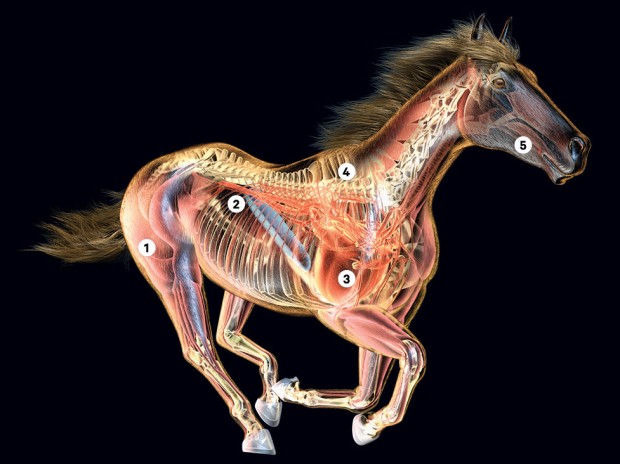 Thoroughbred physiology is unique. Five key areas are specifically tuned and bred for maximum air-to-speed conversion.