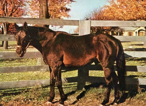 One of the only known color photos of War Admiral, taken sometime around 1958. 