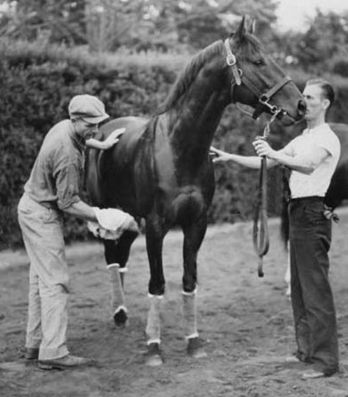 An alert-looking War Admiral gets wiped off on the track after a morning workout.