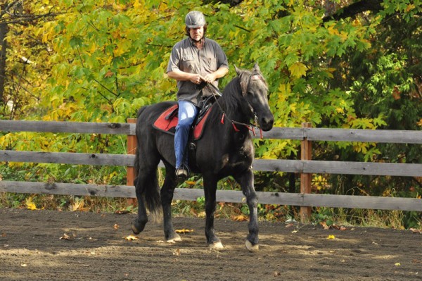 Orion warming up under saddle. I am making no demands on him, just asking for a strong walk, completely relaxed.